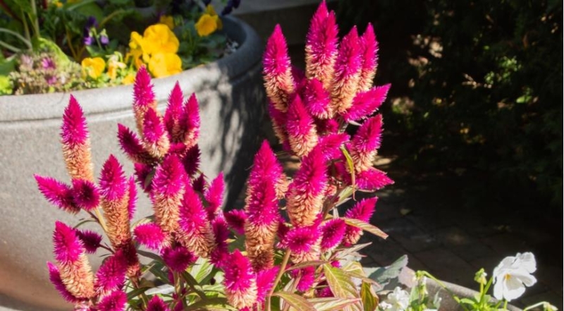 Celosia, die besten Arten und die schönsten Sorten