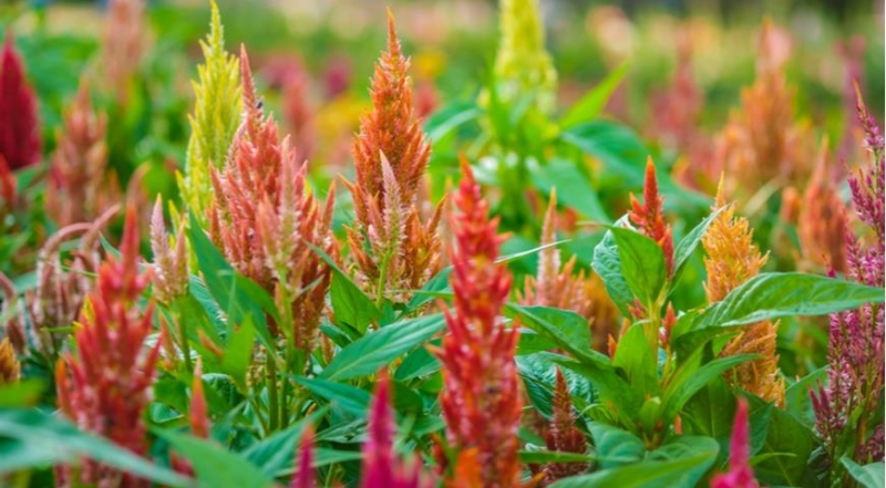 Celosia, die besten Arten und die schönsten Sorten