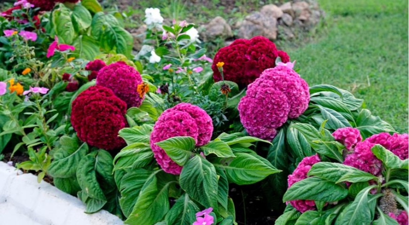 Celosia, die besten Arten und die schönsten Sorten