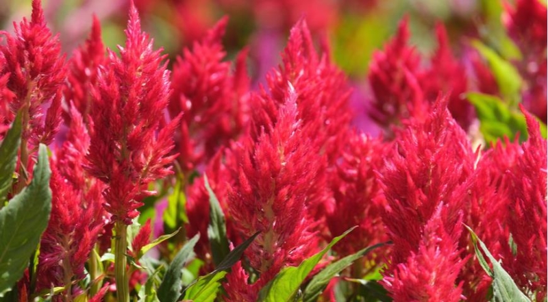 Celosia, die besten Arten und die schönsten Sorten