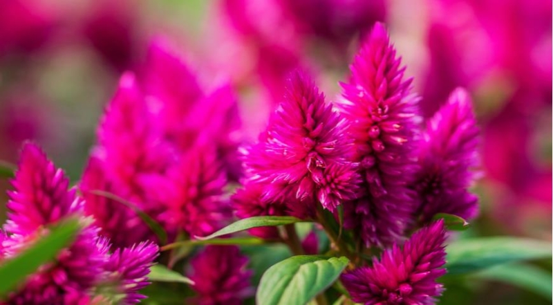 Celosia, die besten Arten und die schönsten Sorten