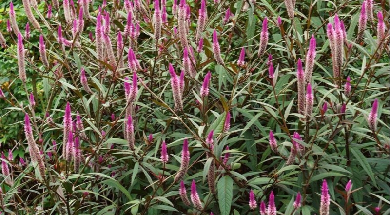 Celosia, die besten Arten und die schönsten Sorten