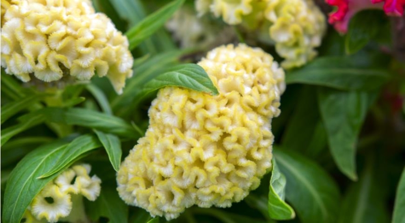 Celosia, die besten Arten und die schönsten Sorten