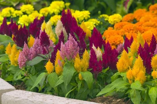 Celosia: Anbau, richtige Pflege, Bewässerungsplan