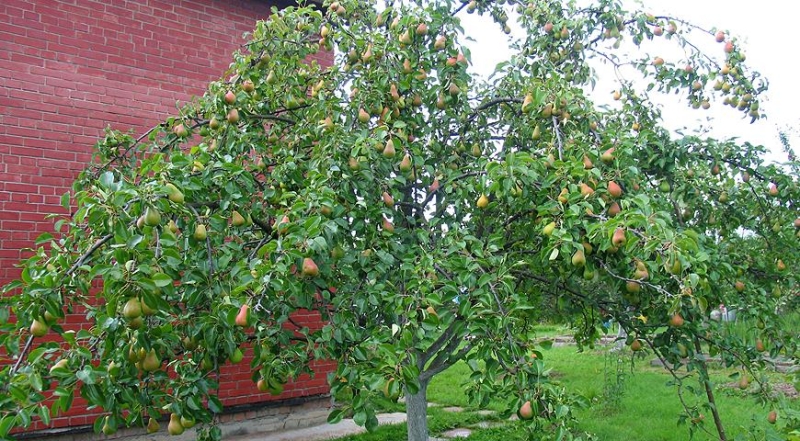 Wunderbaum: mehrsortige Veredelungen