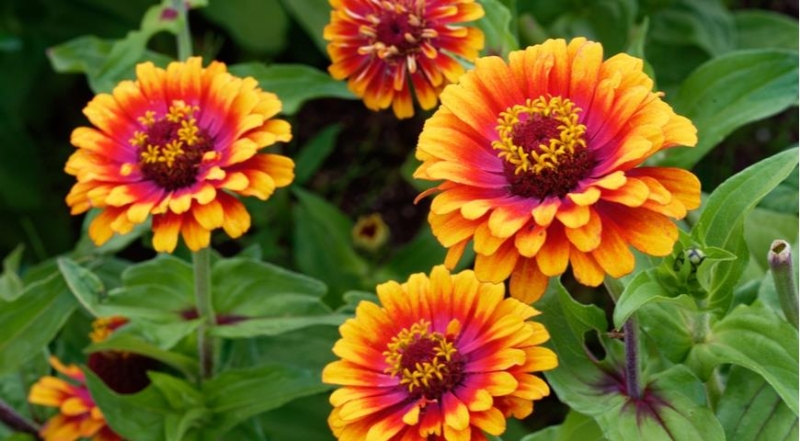 Zinnie, die effektvollsten und ungewöhnlichsten Sorten für den Garten der Saison 2024