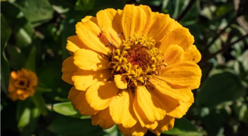 Zinnie, die effektvollsten und ungewöhnlichsten Sorten für den Garten der Saison 2024