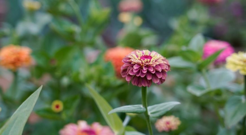 Zinnie, die effektvollsten und ungewöhnlichsten Sorten für den Garten der Saison 2024