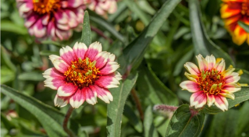 Zinnie, die effektvollsten und ungewöhnlichsten Sorten für den Garten der Saison 2024