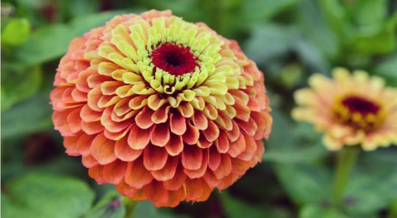 Zinnie, die effektvollsten und ungewöhnlichsten Sorten für den Garten der Saison 2024