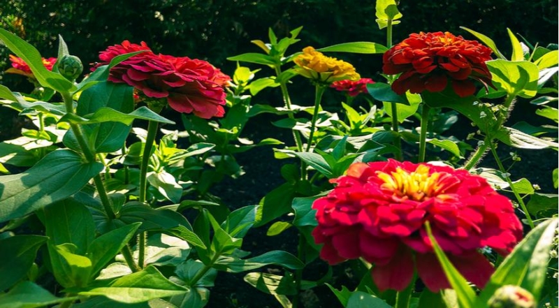 Zinnie, die effektvollsten und ungewöhnlichsten Sorten für den Garten der Saison 2024