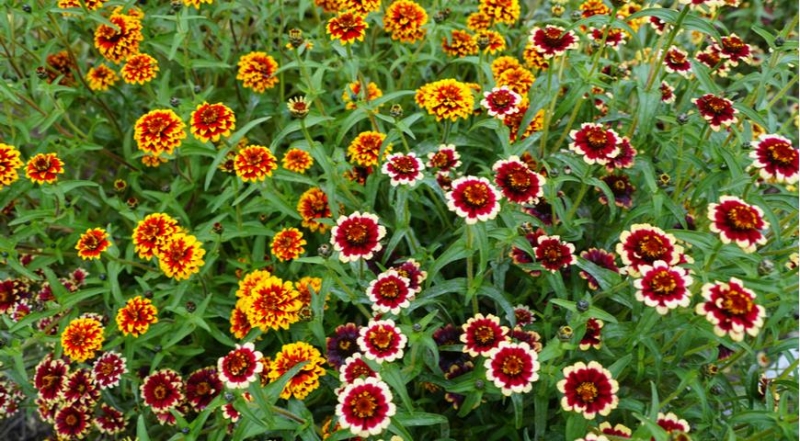 Zinnie, die effektvollsten und ungewöhnlichsten Sorten für den Garten der Saison 2024