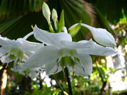Die Eucharis-Blume und die richtige Pflege