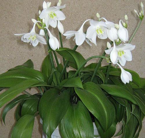 Die Eucharis-Blume und die richtige Pflege