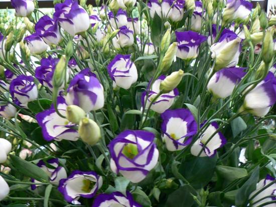 Eustoma, Anbau und Pflege im Topf und im Garten