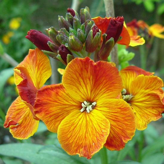 Cheiranthus: Besonderheiten der Blume und ihr Anbau