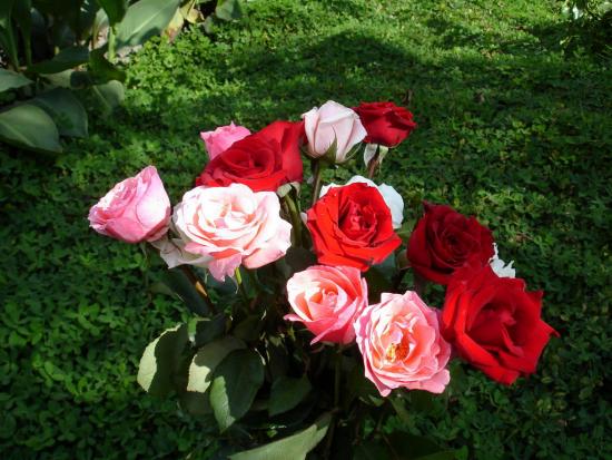 Wie Sie geschnittene Rosen länger frisch halten: nützliche Tipps