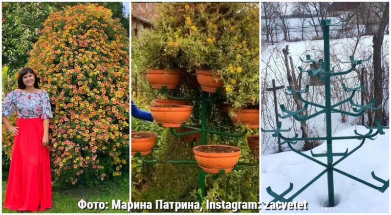So stellen Sie selbst einen modischen Petunienbaum her