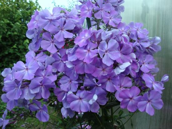 Wie man Phlox züchtet: Tipps und Empfehlungen