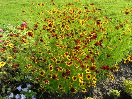 Coreopsis: Pflanzung und Pflege der Staude
