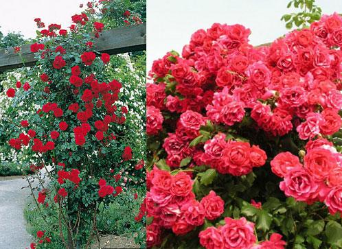 Kletterrose Simpatija: Besonderheiten beim Anbau