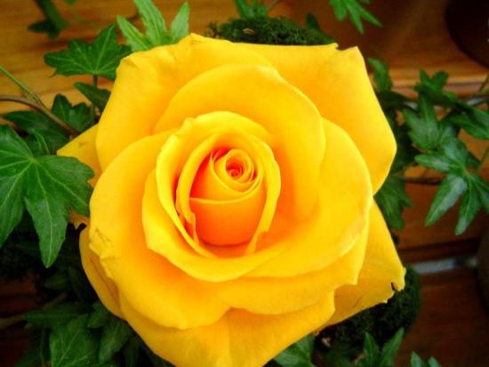 Rosenarten: botanische, historische, moderne