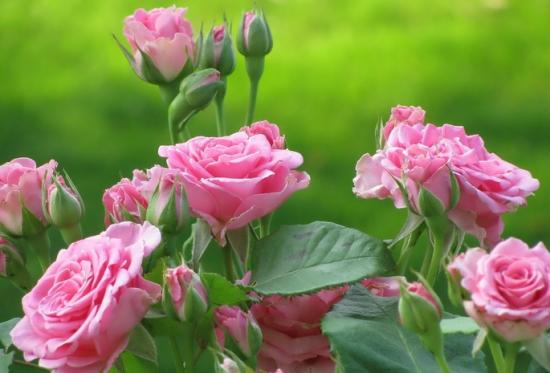 Rosenarten: botanische, historische, moderne
