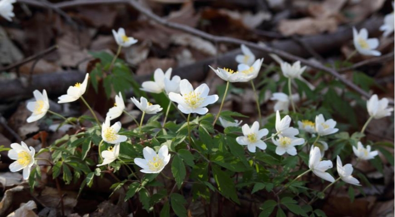 Frühlingsblüher: Welche Blumen blühen am frühesten?