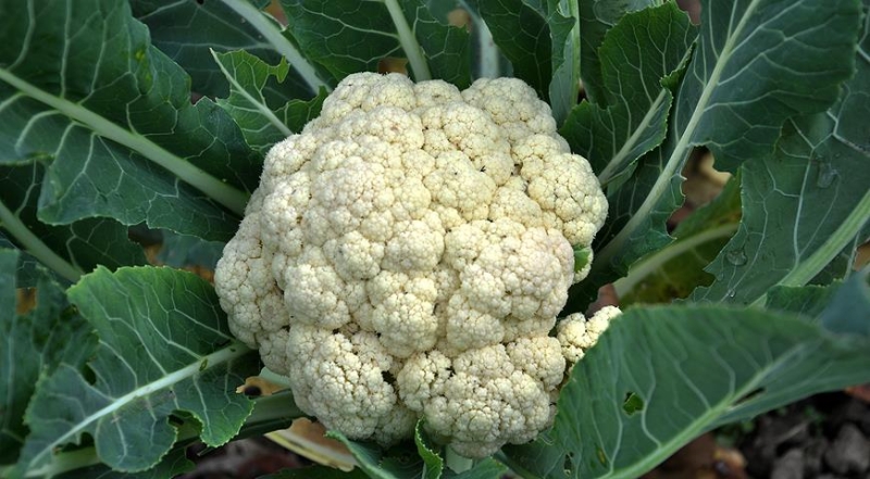 Blumenkohl anbauen: kleine Tricks
