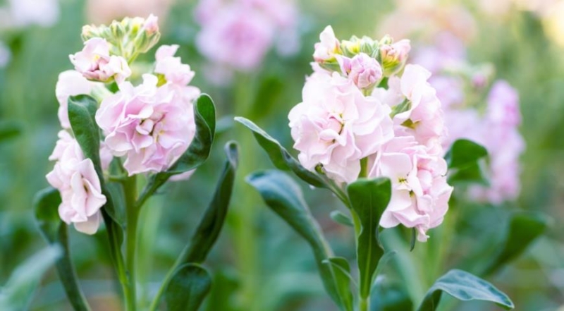 Kultivierung von Levkoje und Matthiola: von der Aussaat der Samen bis zur Blüte