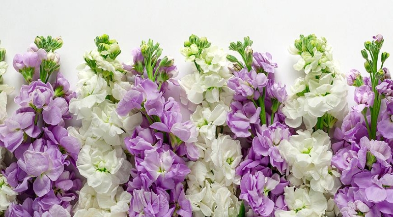 Kultivierung von Levkoje und Matthiola: von der Aussaat der Samen bis zur Blüte