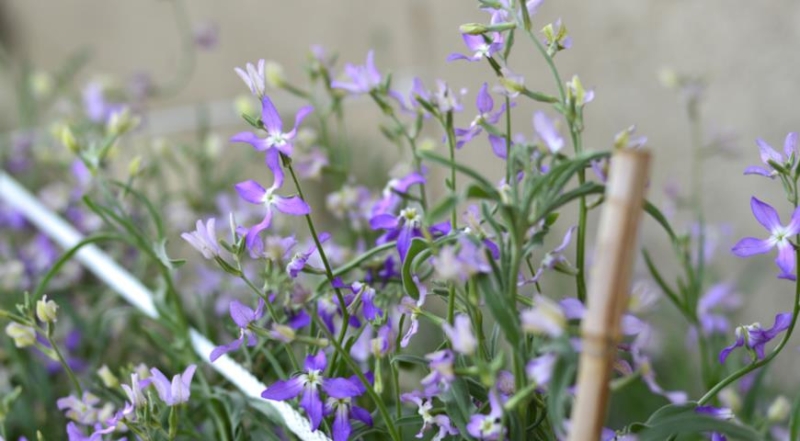 Kultivierung von Levkoje und Matthiola: von der Aussaat der Samen bis zur Blüte