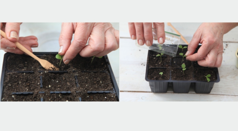 Kultivierung von Levkoje und Matthiola: von der Aussaat der Samen bis zur Blüte