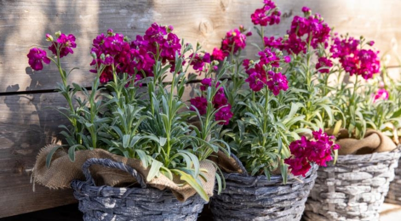 Kultivierung von Levkoje und Matthiola: von der Aussaat der Samen bis zur Blüte