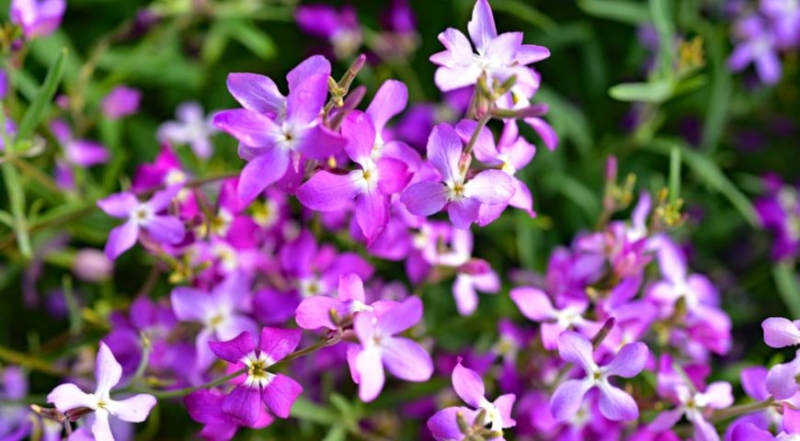 Kultivierung von Levkoje und Matthiola: von der Aussaat der Samen bis zur Blüte