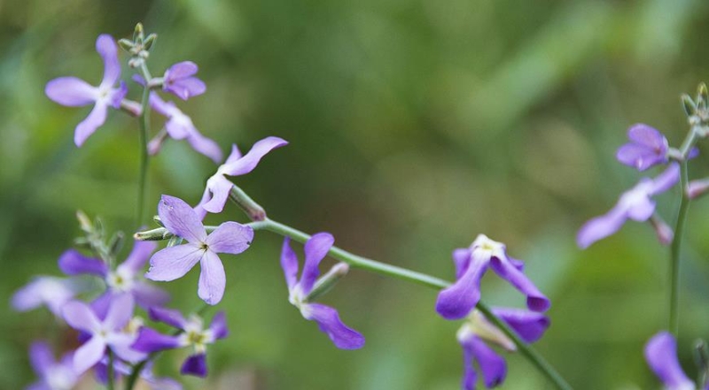 Kultivierung von Levkoje und Matthiola: von der Aussaat der Samen bis zur Blüte