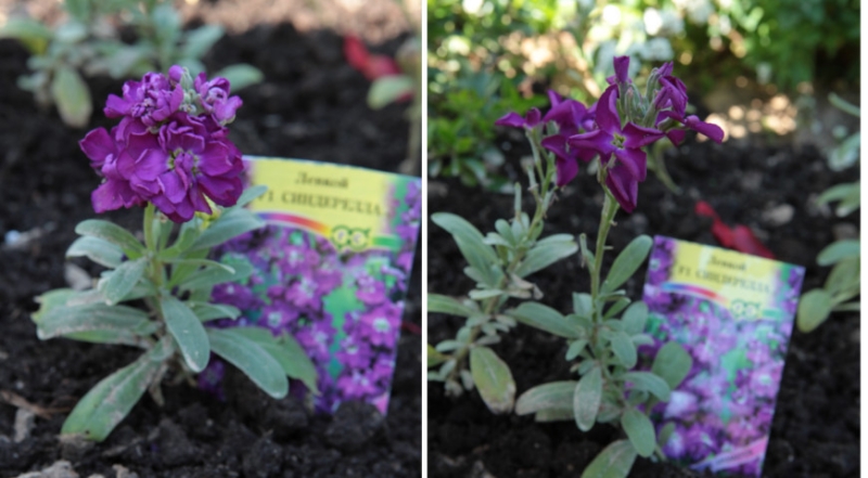Kultivierung von Levkoje und Matthiola: von der Aussaat der Samen bis zur Blüte