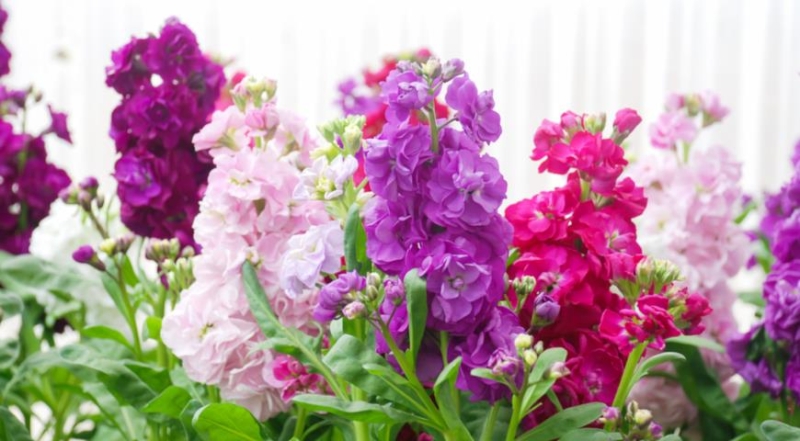 Kultivierung von Levkoje und Matthiola: von der Aussaat der Samen bis zur Blüte