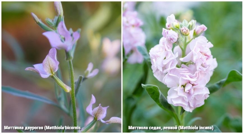 Kultivierung von Levkoje und Matthiola: von der Aussaat der Samen bis zur Blüte