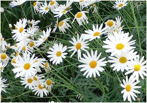 Argyranthemum: Blüte den ganzen Sommer über