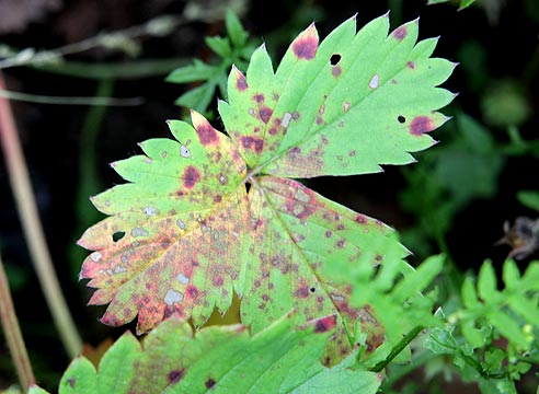 Krankheiten der Gartenerdbeere (Erdbeere)