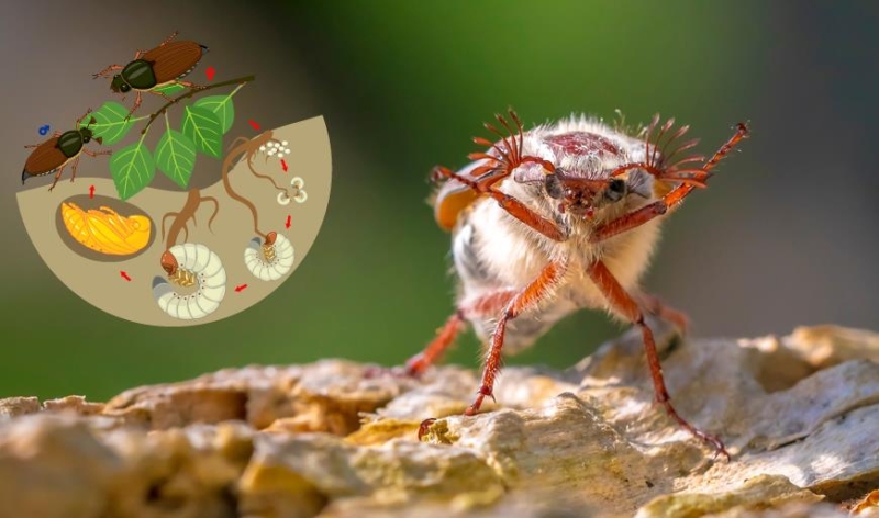 Wie gefährlich der Maikäfer ist: Schönheit und Schaden