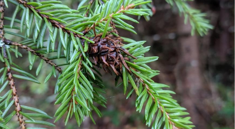 Was tun im Frühling, wenn die Fichte braun wird und vertrocknet?