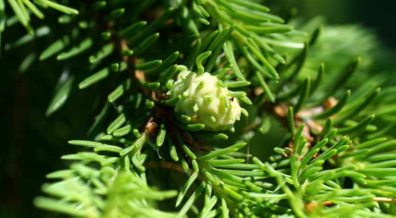 Was tun im Frühling, wenn die Fichte braun wird und vertrocknet?
