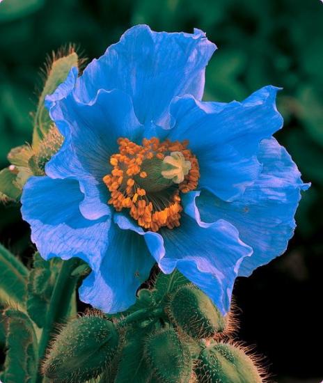 Himalaya-Mohn – ein Wunder der Natur
