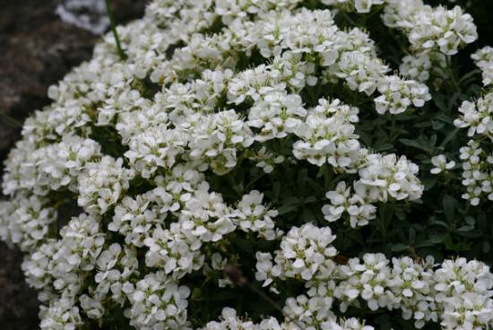 Alyssum-Blüten - ein duftender Regenbogen in Ihrem Garten