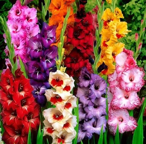 Gladiole: Pflanzung und Pflege ohne Fehler