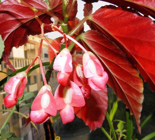 Gouverneur, Mönch und Korallenbegonie