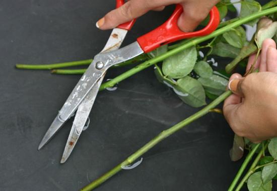 Wie Sie das Leben von Rosen verlängern: Die effektivsten Methoden