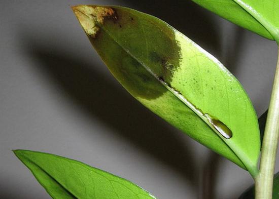 Wie sollte die Pflege von Zamioculcas zu Hause aussehen?